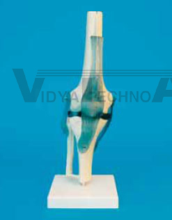 Demo Knee, Menisci, ligaments, stand